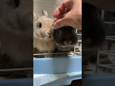 園芸 ドワーフウサギによく餌をあげてください