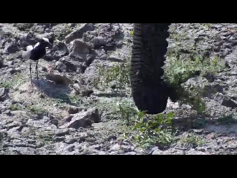 Djuma: Elephant eating grass, non-viable Lapwing egg rolls and bursts  - 12:57 - 09/19/20