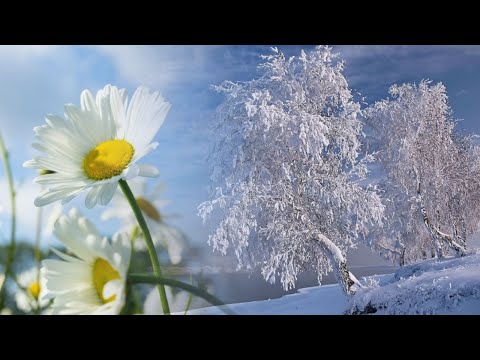 фотосессия в полевых цветах. фотосессия в березовой роще. песня поля белоснежные. девушка в поле. фотосессия богиня в поле.