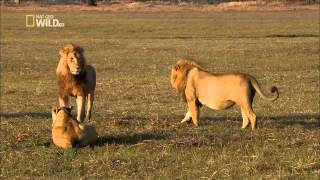 NATIONAL GEOGRAPHIC WILD HD - Lions attack!
