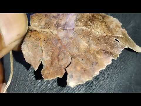 1105a | Matthew 24:39 and they took no note until the flood came and swept them all away so the