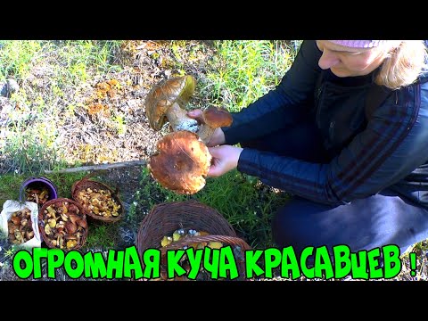 ПОЛЬСКИЙ ГРИБ ПРЕТ, СЪЕДОБНЫЕ ГРИБЫ,ЭМОЦИИ ШКАЛЯТ, ПОХОД В СОСНОВЫЙ БОР , ЛЕЖКА НЕВИДАННОГО ЗВЕРЯ!