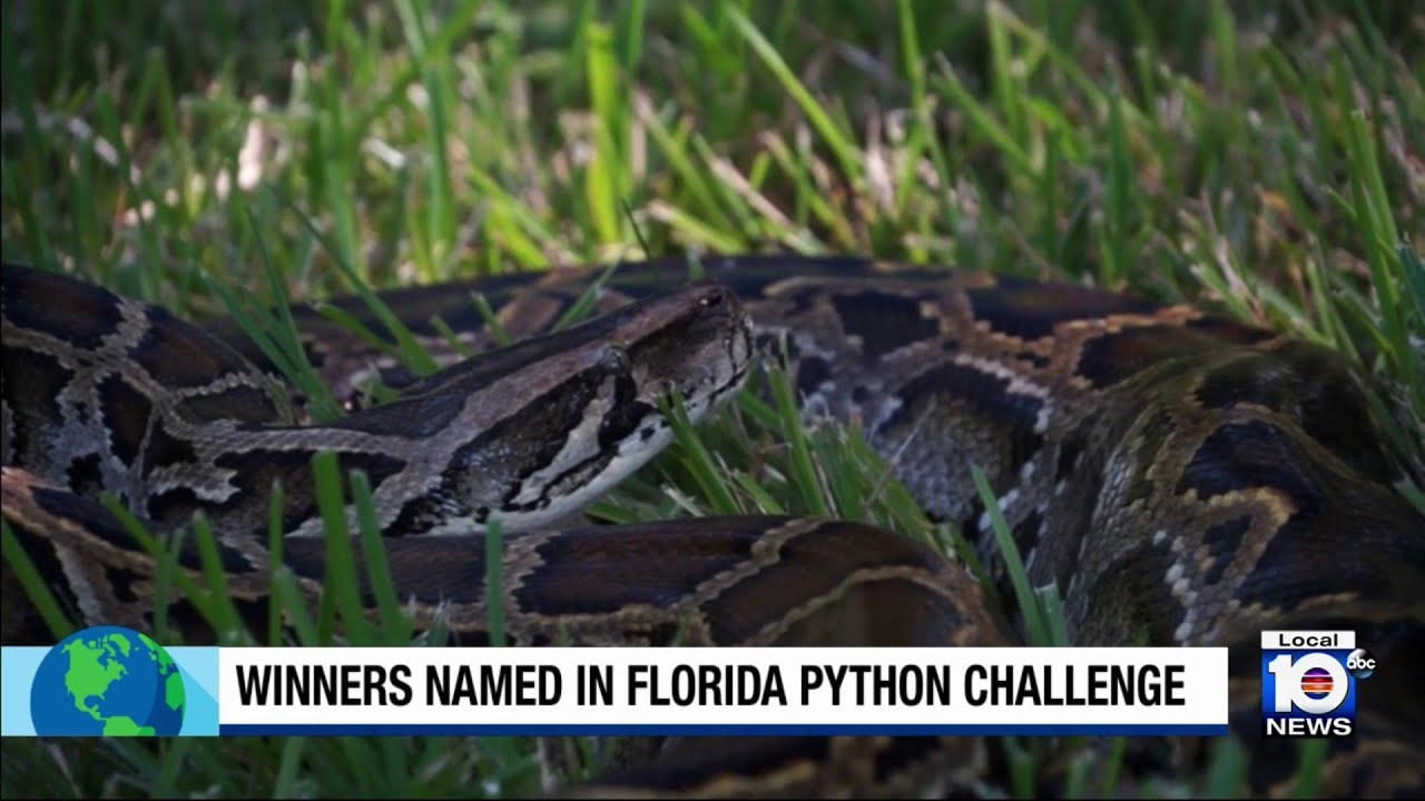 Nearly 200 Burmese pythons removed during Florida’s Python Challenge