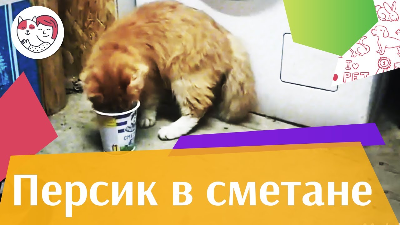 Персик-лакомка