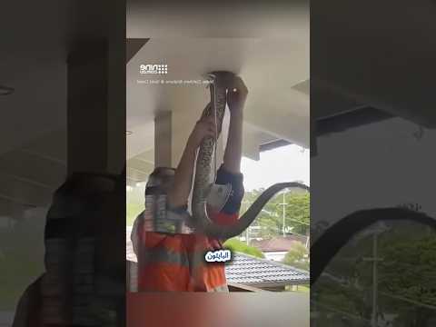 😱 حيوانات غريبة تقتحم منازل البشر! نمر في الحمام ودب يسرق البيتزا! 🐅🐻🍕