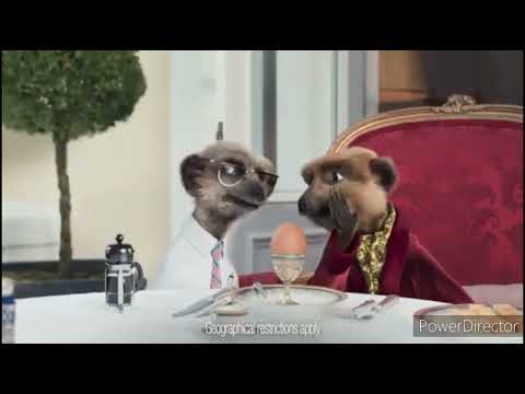 Compare The Meerkat Alexander And Sergei At The Neighbour's House
