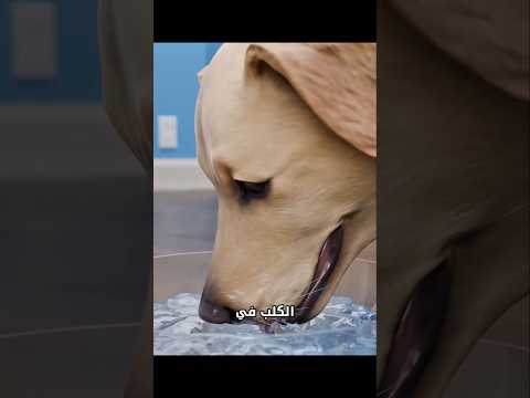 لماذا يبدو أن الكلاب تأكل الماء بدلًا من شربه؟ 😱 #shortvideo