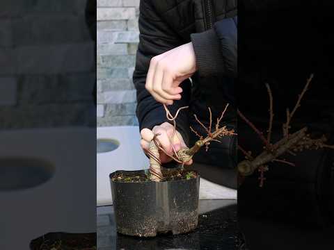 How to Create Drastic Bends in Bonsai