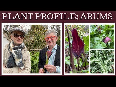 , title : 'Plant profile: eight great Arums. How to grow Arums and where to grow Arums!'