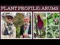 Plant profile: eight great Arums. How to grow Arums and where to grow Arums!