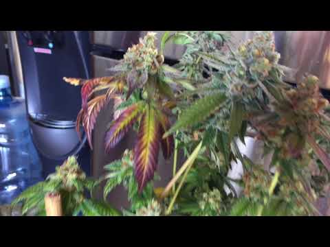 Dosidos - Week 8 Flower Purple City Genetics (PCG)