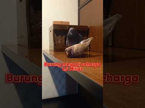 Burung merpati seharga 1,5 Miliar Jaguar #jaguar #kenwood #bandar #merpati #kolongbebas #shotsviral