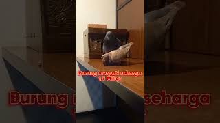 Download lagu Burung merpati seharga 1,5 Miliar Jaguar #jaguar #kenwood #bandar #merpati #kolongbebas #shotsviral mp3