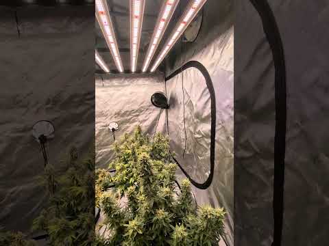 Autoflower Week 10 Tips: Avoid Stress, Herms, and Lockouts