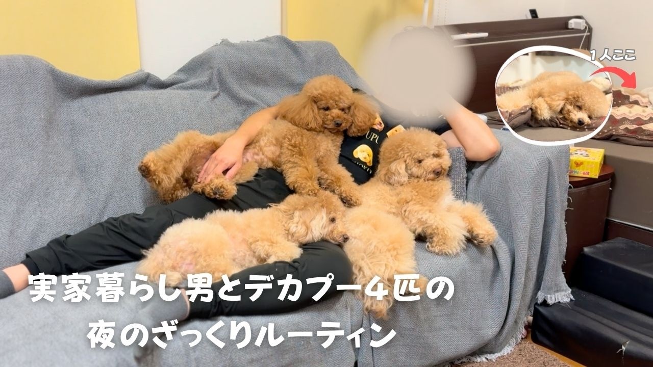 実家暮らし男とデカプー４匹の、夜の超ざっくりルーティン【多頭飼い】