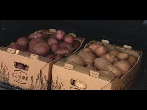 La batata de Lanzarote da el primer paso para conseguir un distintivo de calidad único