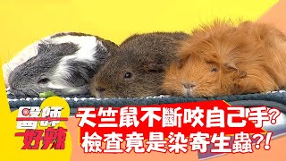 天竺鼠不斷咬自己手？檢查竟是染寄生蟲？！【#醫師好辣】20210902 part4 EP1194 薔薔 程若芷