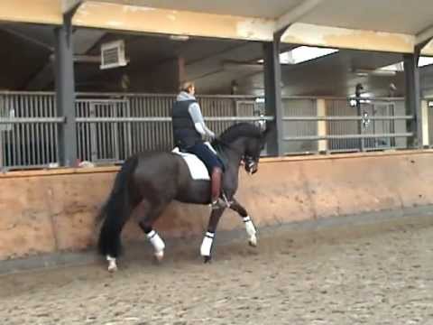 Edward Gal training Moorlands Asther de Jeu feb 2011