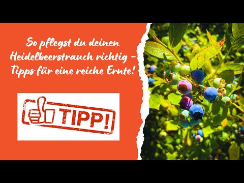 How to care for blueberries – tips for healthy and delicious berries