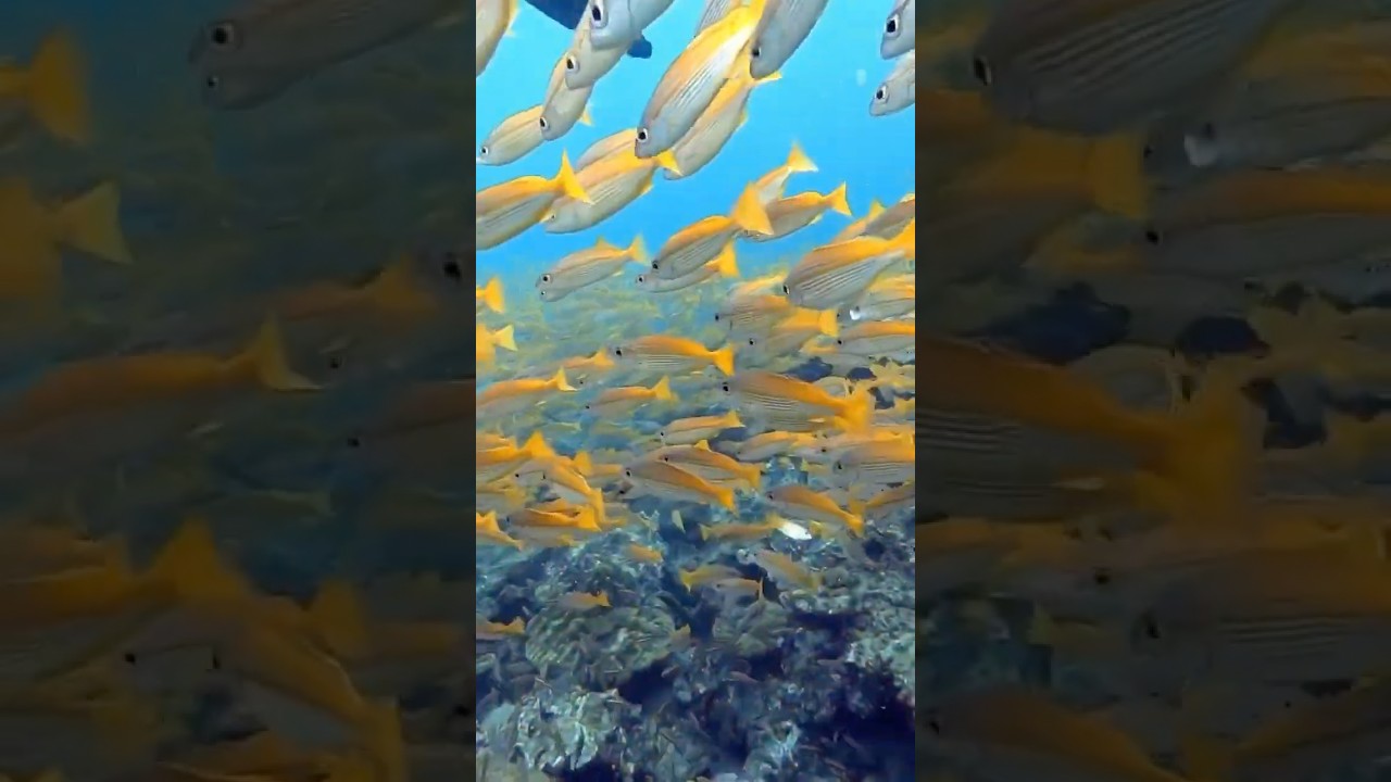 YouTube Short thumbnail