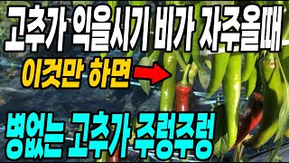 고추가 익는시기 비가 자주올때 비온뒤 이것만 하면 병없이 고추가 주렁주렁!