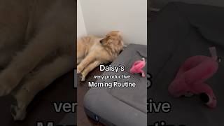 Download lagu My dog’s very productive morning routine #goldenretriever #dogs #dogshorts #puppy mp3