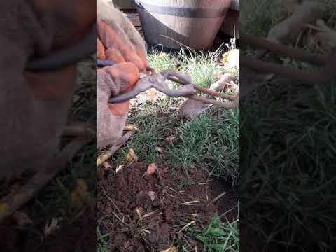 Setting Putange Mole Traps