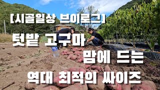 [시골일상 vlog] 매년 캐지만 매년 다른 고구마. 이젠 6월에 심자. 텃밭 고구마 캐기