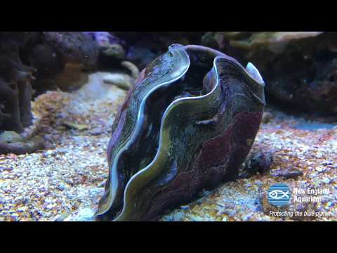 Giant Clam Opens Up