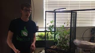 How to create a Chameleon Bioactive Terrarium