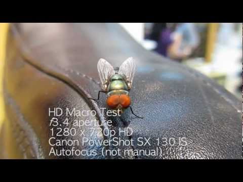Fly on Shoe - HD Macro Test (Canon PowerShot SX 130 IS)