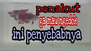 Download lagu Betta fish doesn't want to mate [scared] this is the cause mp3