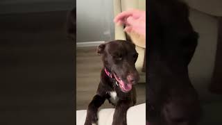 Video preview image #1 Australian Kelpie-Unknown Mix Puppy For Sale in Marina Del Rey, CA, USA