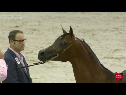 N 226 TURKEY AL ZOBAIR   Sharjah International 2019