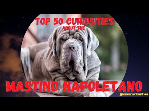 Top 50 Curiosities About the Neapolitan Mastiff AKA Mastino Napoletano