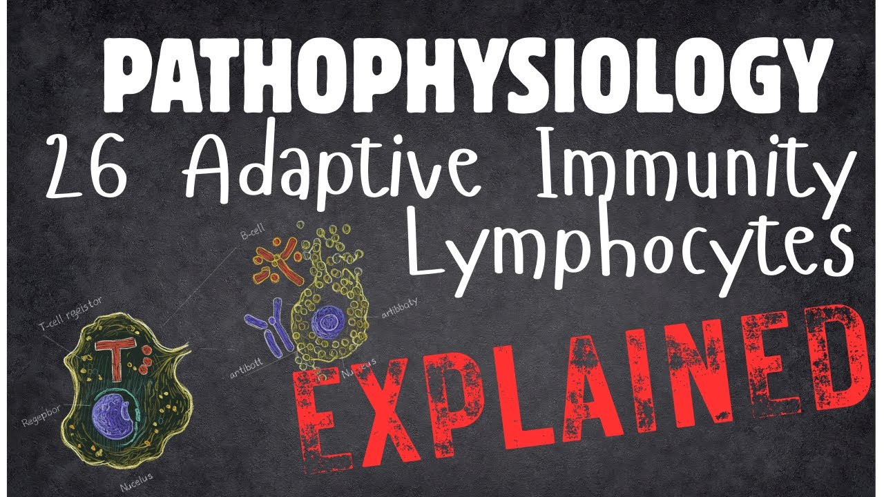 Pathophysiology 26 Lymphocytes - YouTube