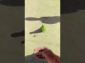 My So Beautiful Ring Nick Parrot Youtubeshorts Viralshorts Viral