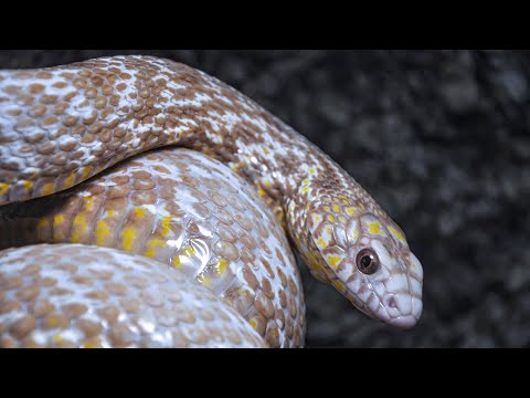 Elaphe Carinata: Most Up-to-Date Encyclopedia, News & Reviews Elaphe Carinata: Most Up-To-Date Encyclopedia, News & Reviews