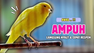 Download lagu Suara PANCINGAN KENARI PAUD Belajar BUNYI - Cocok Untuk KENARI Belajar BUNYI Ngeriwik | 645 mp3