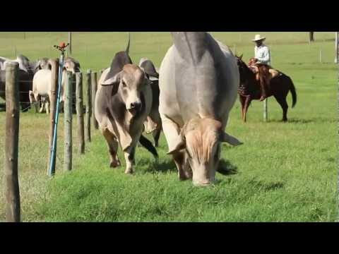 Fazenda JARACATIÁ - Nelore + Brahman