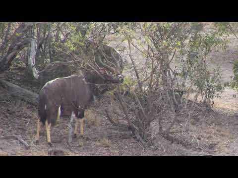 Djuma: Two Nyala bulls feeding - 07:26 - 09/25/18