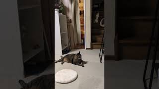 #かわいい猫#cat#多頭飼い#ほのぼの#lovely#love#のんびり#Pretty#cute#まったり#ほっこり#ねこのいる生活#猫のいる暮らし#平和#幸せ#保護猫#元気になる動画#猫とうさぎ
