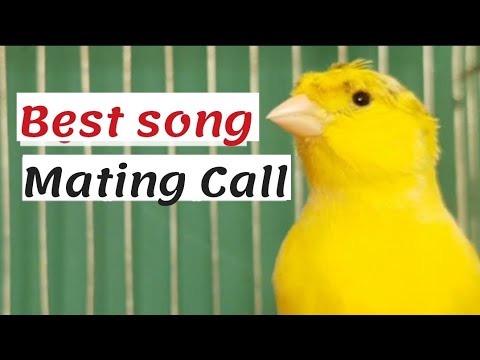 Yellow Canary training song - Your canary will NOT STOP singing with this video