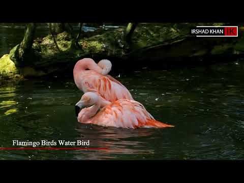 Ducks quacking, eating and splashing on the river | Duck Swimming |