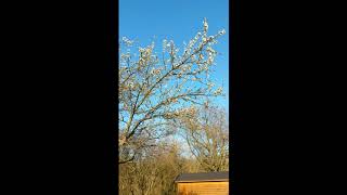 souvenir feu chatterton