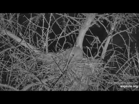 GHO Nest at Rogers Place - 4/25/2022 - One owlet fell off the nest