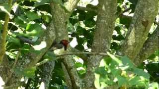 Black collared barbet (calling)