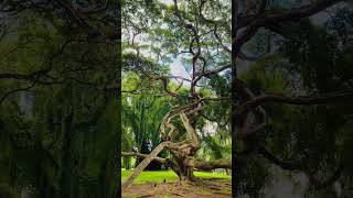 Download lagu #10mill#subscribe 👆😎 mp3 Download lagu #10mill#subscribe 👆😎 mp3