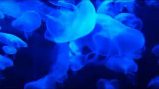 armin van buuren-never wanted this