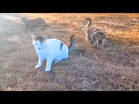 CAT'S LIVE IN FOREST 😿😿😿😿HUNGRY CAT'S